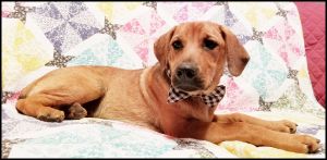 . Dean Pup - Adoption Pending!! .