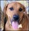 . Dean Pup - Adoption Pending!! .