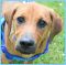 . Dean Pup - Adoption Pending!! .