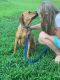 . Dean Pup - Adoption Pending!! .