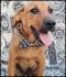 . Dean Pup - Adoption Pending!! .