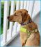 . Dean Pup - Adoption Pending!! .