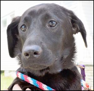 . Darla Pup - Adoption Pending!! .