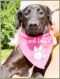 . Darla Pup - Adoption Pending!! .