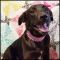 . Darla Pup - Adoption Pending!! .