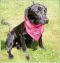 . Darla Pup - Adoption Pending!! .