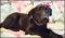 . Darla Pup - Adoption Pending!! .