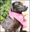 . Darla Pup - Adoption Pending!! .