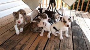 . Holly (NC Cities litter) .