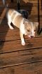 . Holly (NC Cities litter) .