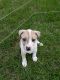 . Holly (NC Cities litter) .