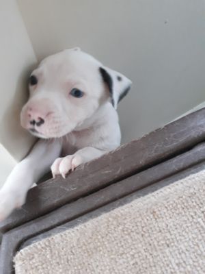. Winston (NC Cities litter) .