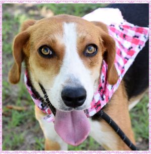 . Destiny - Adoption Pending!! .