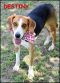 . Destiny - Adoption Pending!! .