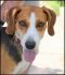 . Destiny - Adoption Pending!! .