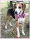 . Destiny - Adoption Pending!! .