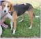 . Destiny - Adoption Pending!! .