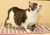 . Kitty .