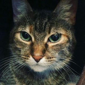 . Tabitha .