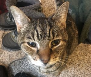 . ***COURTESY LISTING*** Tigger .