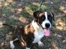 . GIDGET! HAPPIEST GIRL! .