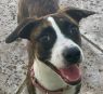 . GIDGET! HAPPIEST GIRL! .