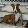 . Rolly! FABULOUS FAMILY DOG! .