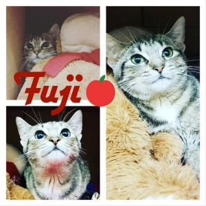 . Fuji .