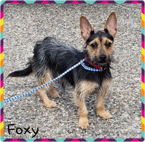 . Foxy .