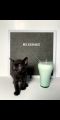. Milkshake .