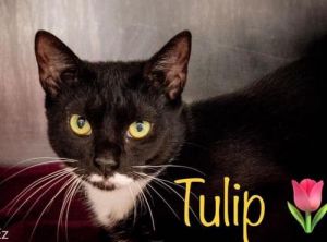 . Tulip - Barn Cat .