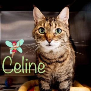 . Celine - Senior .
