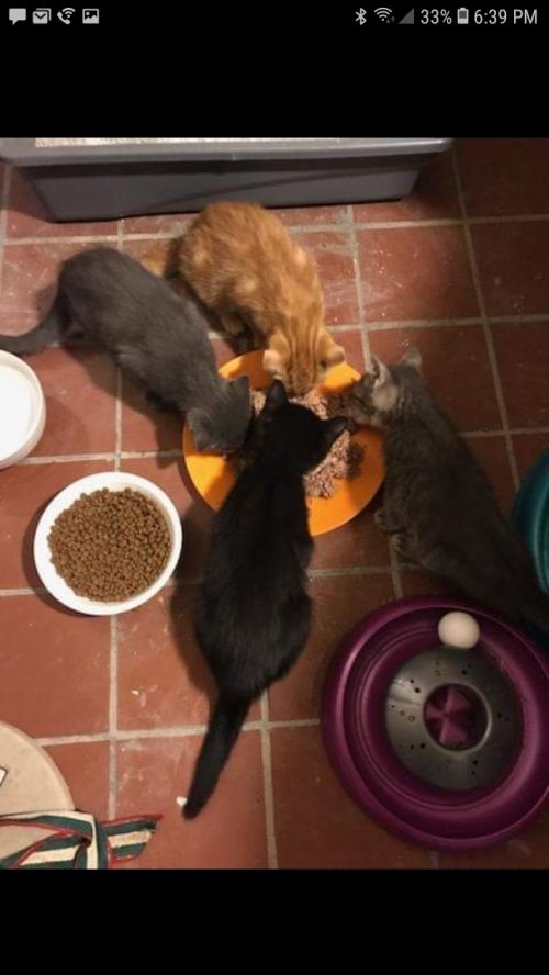 . boy kittens .