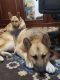 . Teeny and Champ .