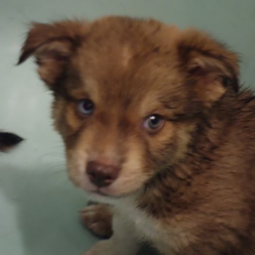 . Joe Ignacz -PUPPY! .