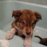 . Joe Ignacz -PUPPY! .