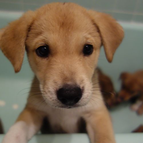 . Debbie Weisen ~ Puppy! .