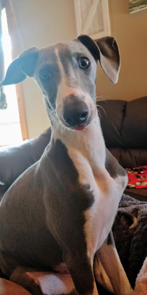 . Zusi - adoption pending .