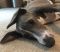 . Zusi - adoption pending .