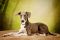 . Zusi - adoption pending .