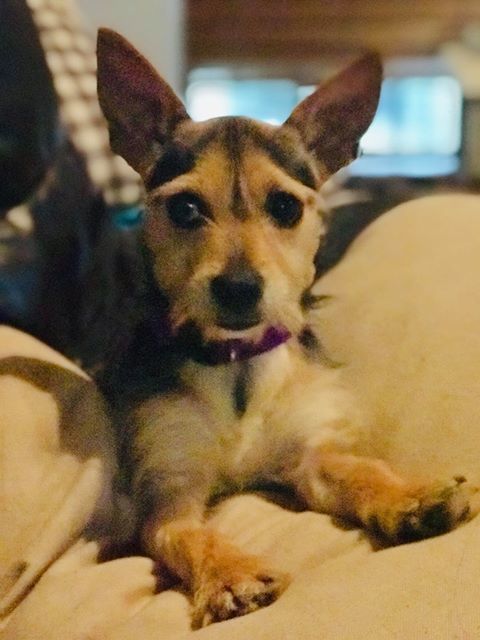 . Mocha .