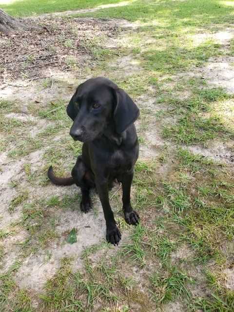 . Rosie .