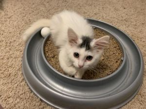 . Penelope .