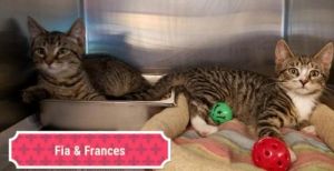 . Frances .