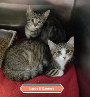 . Lacey & Cammie .
