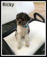 . Ricky .