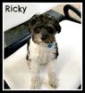 . Ricky .