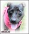 . Belle - Arriving on July 21st .