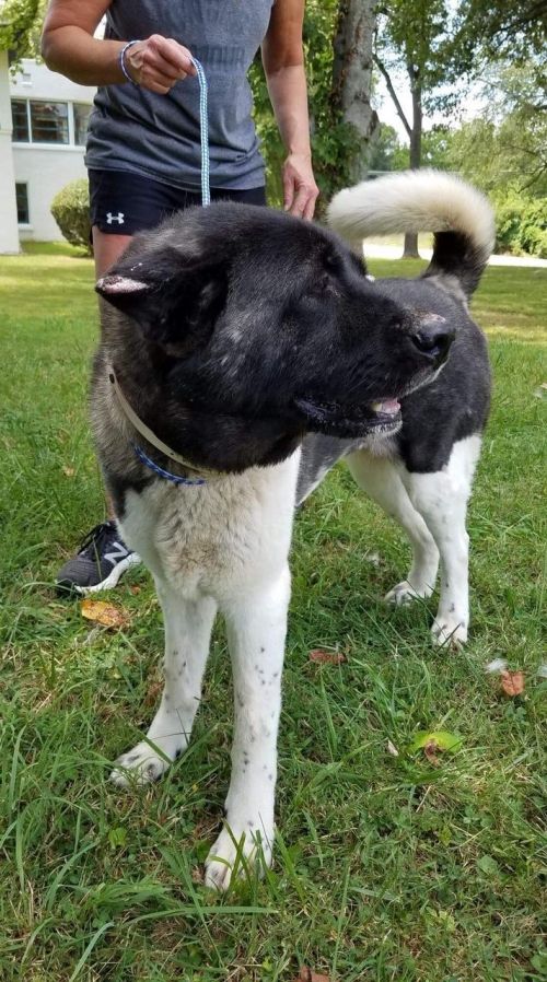 Available - Big East Akita Rescue