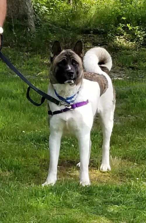 . Sheba (Courtesy Listing-Shelter) .